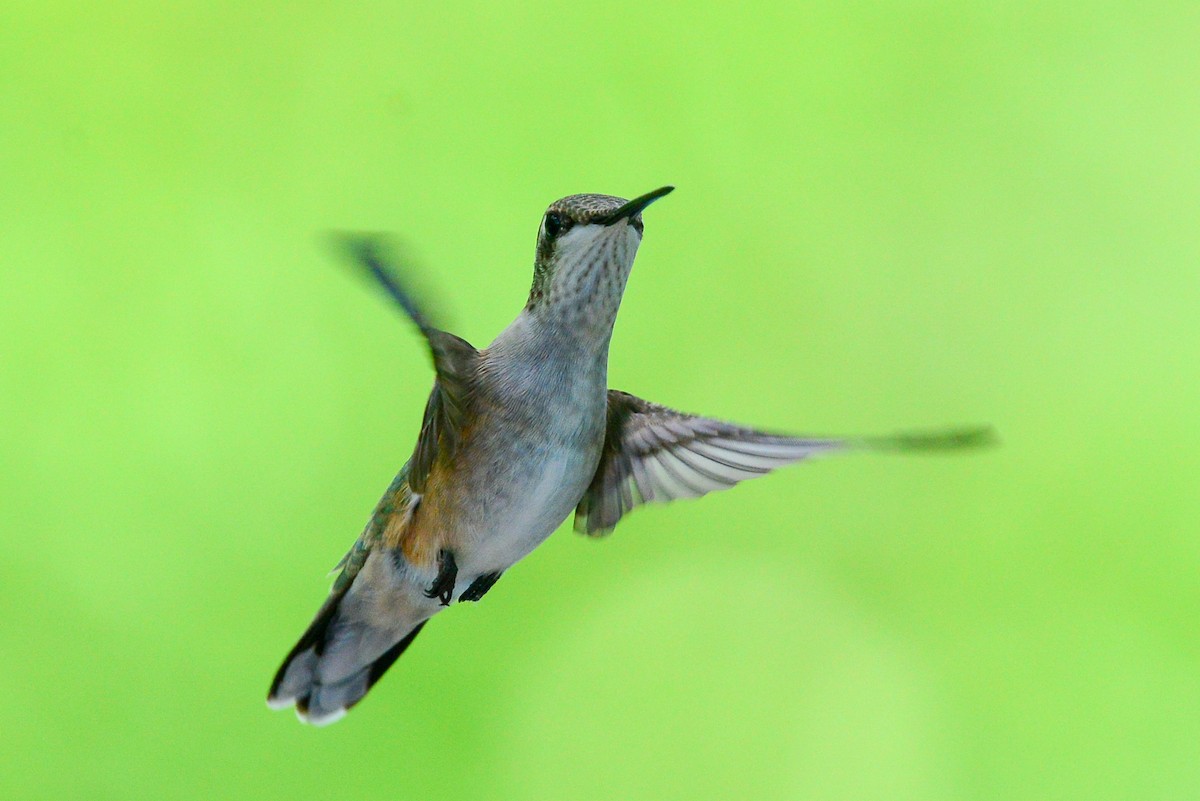 Ruby-throated Hummingbird - George Chiu