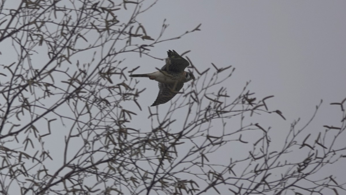 American Kestrel - Barry Day