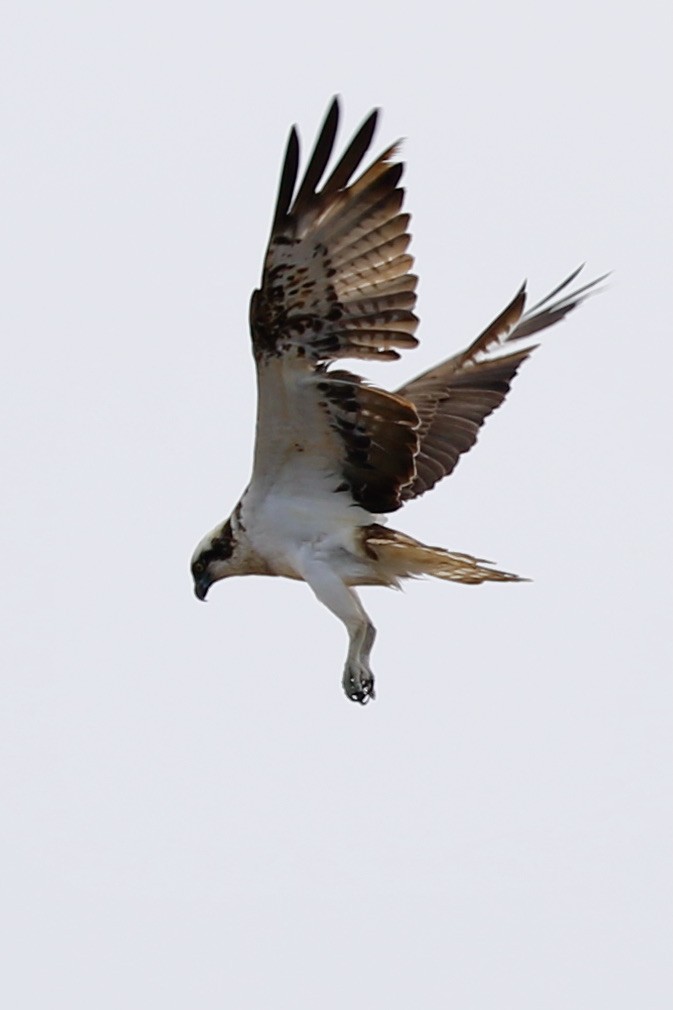 Osprey - ML338121261