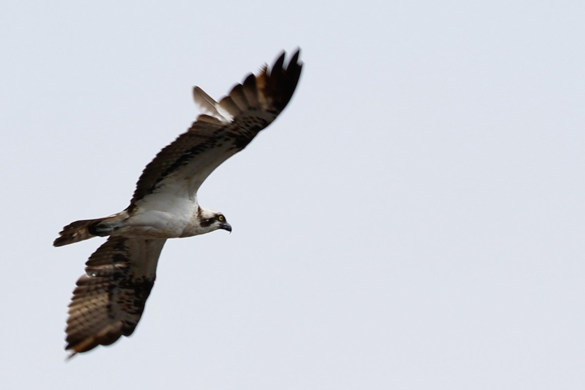 Osprey - ML338121271