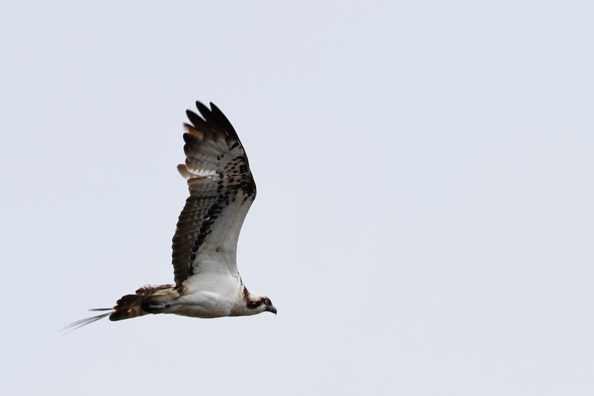 Osprey - ML338121281