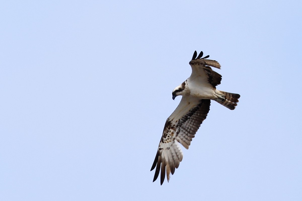 Osprey - ML338121291