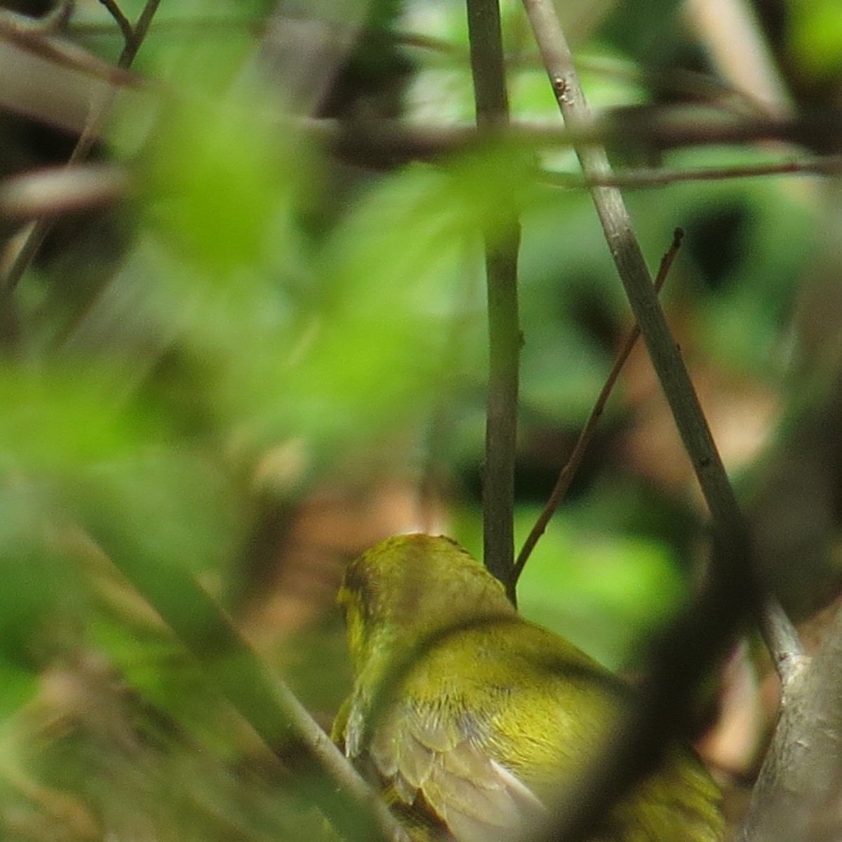 Hooded Warbler - ML338122091