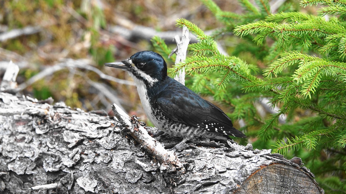 Black-backed Woodpecker - Barry Day