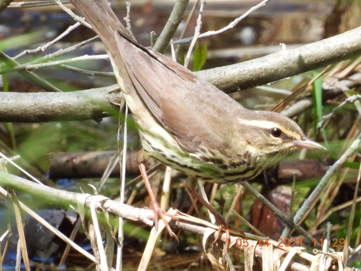 Northern Waterthrush - ML338122851