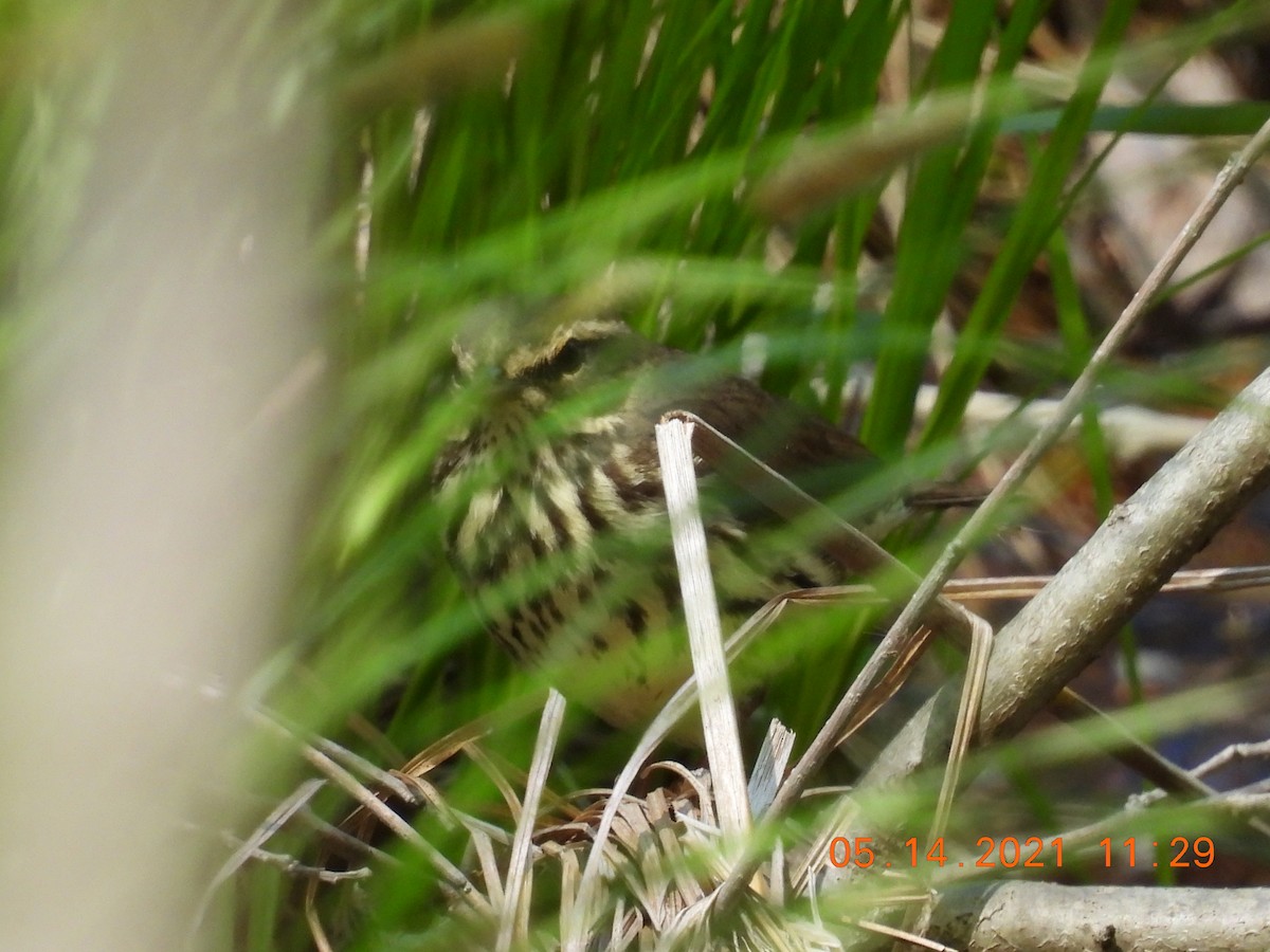 Northern Waterthrush - ML338122861