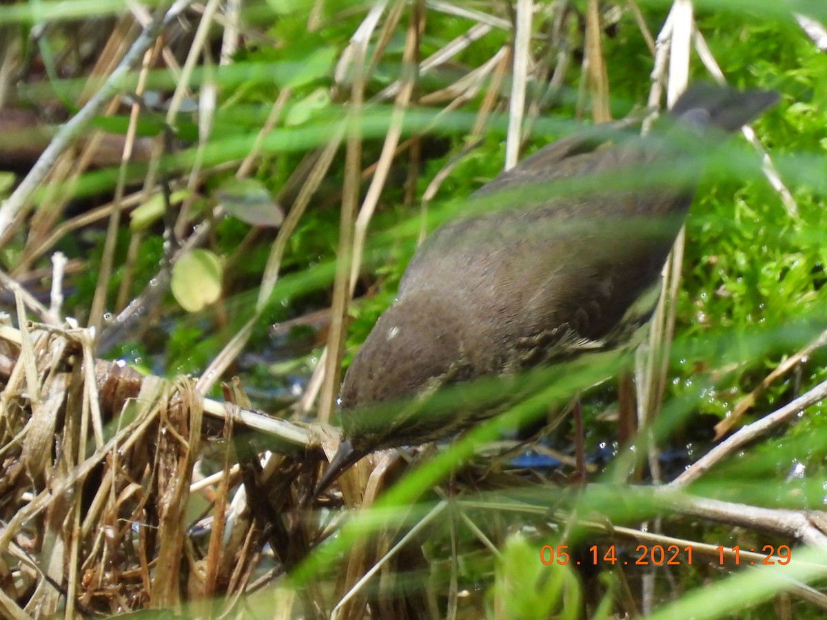 Northern Waterthrush - ML338122871