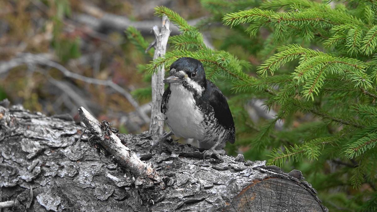 Black-backed Woodpecker - ML338125131