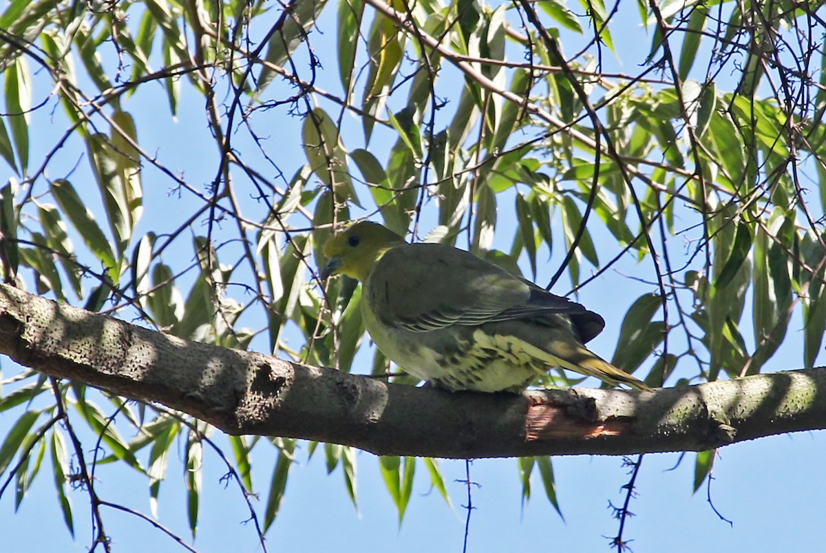 White-bellied Green-Pigeon - ML338125311