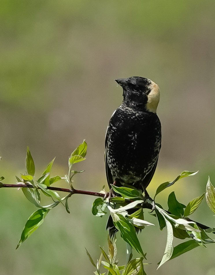 bobolink americký - ML338126011