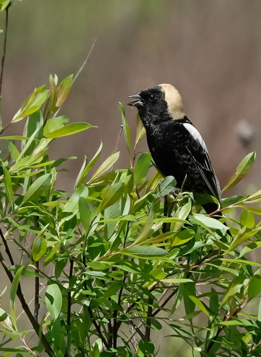 bobolink americký - ML338126031