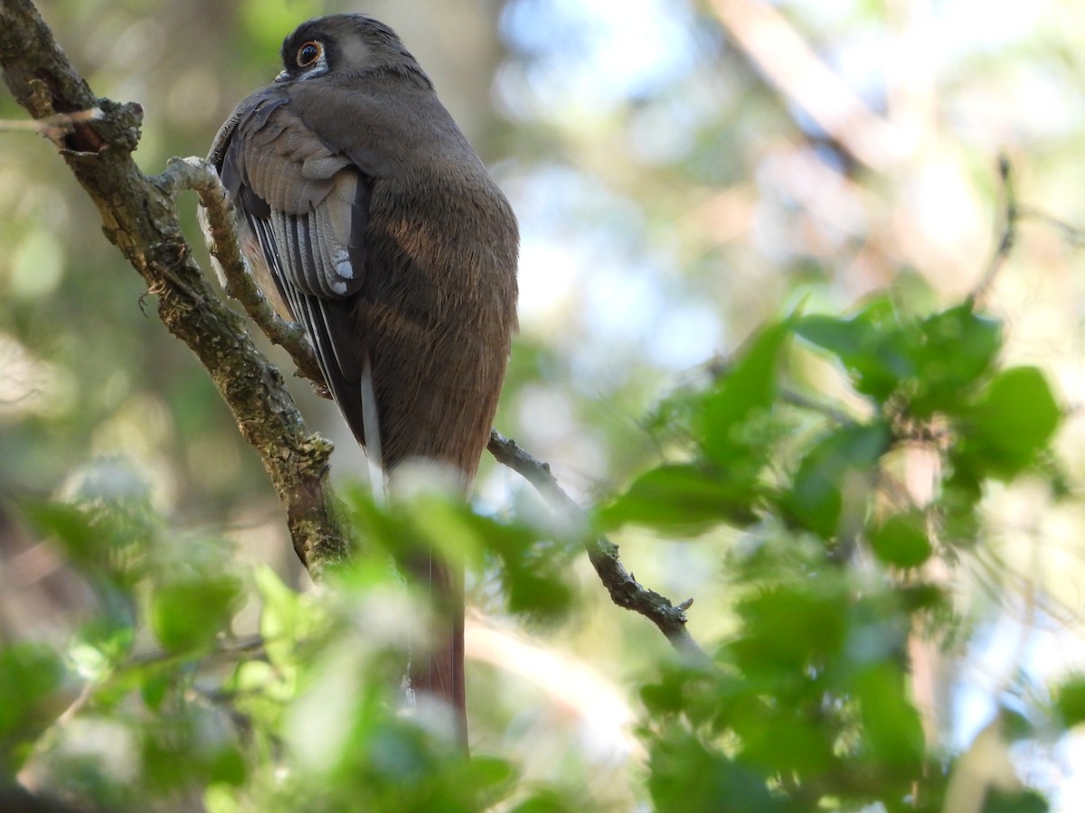 Trogon élégant - ML338127401