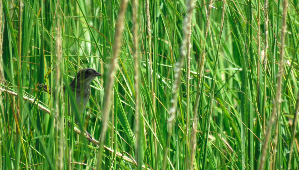 Seaside Sparrow - ML33812891