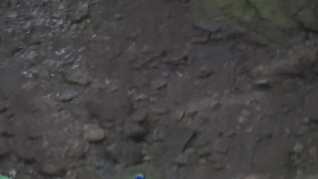 Purple-crowned Fairy - ML338129841