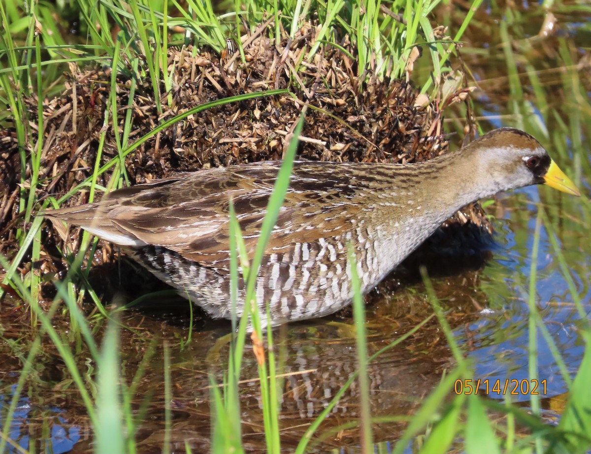 Polluela Sora - ML338130101