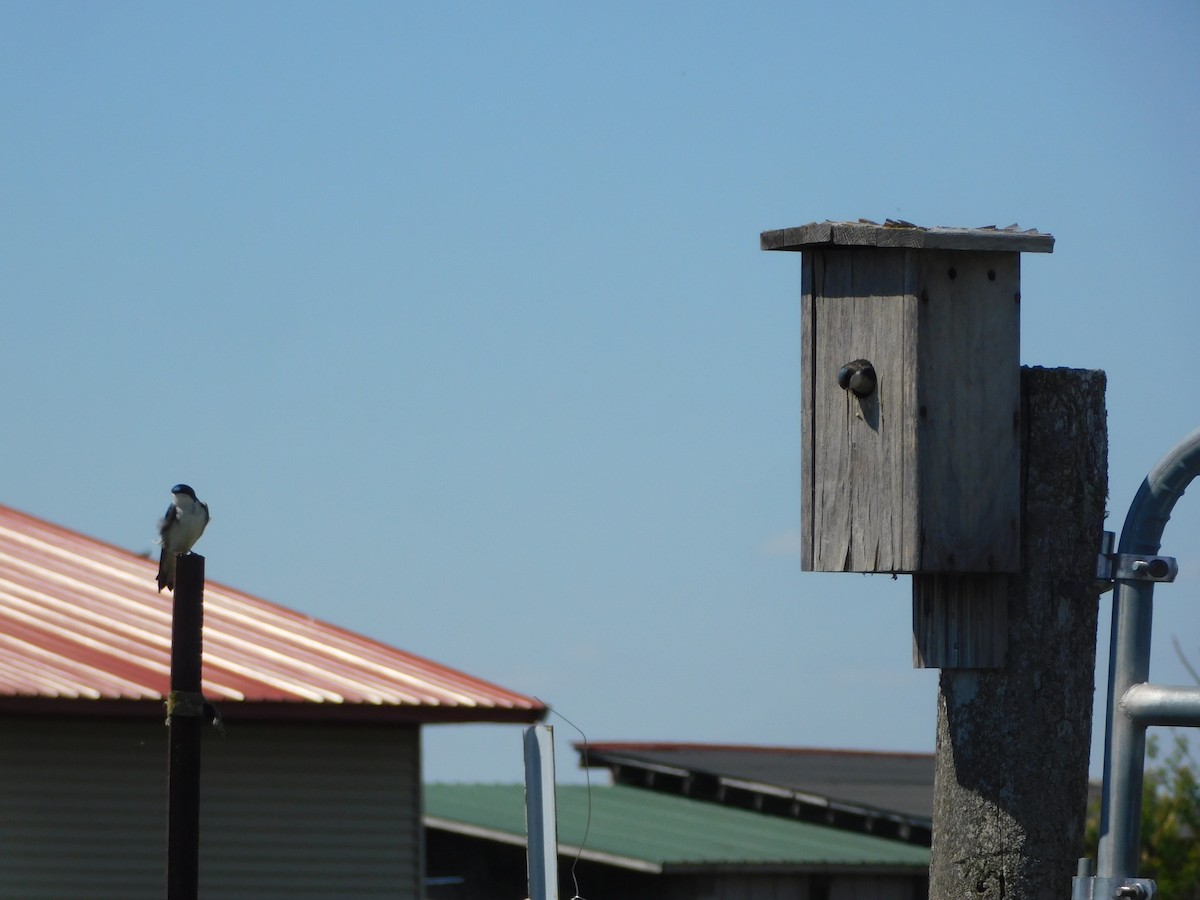 Tree Swallow - ML338131511