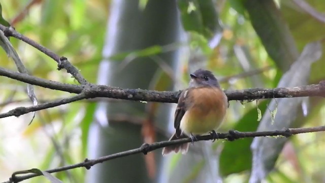 Tawny-chested Flycatcher - ML338132911