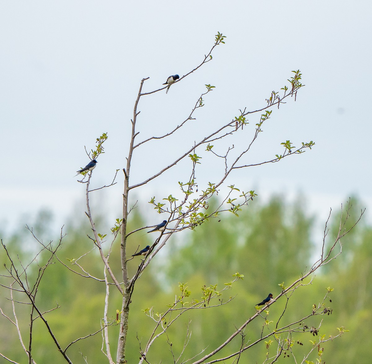 Golondrina Común - ML338132941