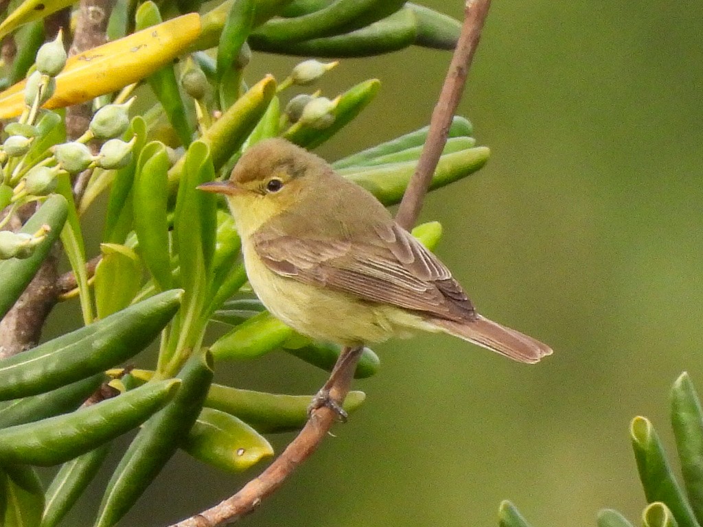 Melodious Warbler - José Ramón Martínez