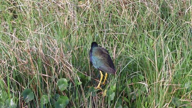 Purple Gallinule - ML338133081