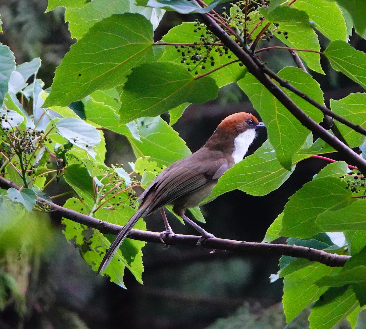 Rufous-crowned Laughingthrush - ML338133771