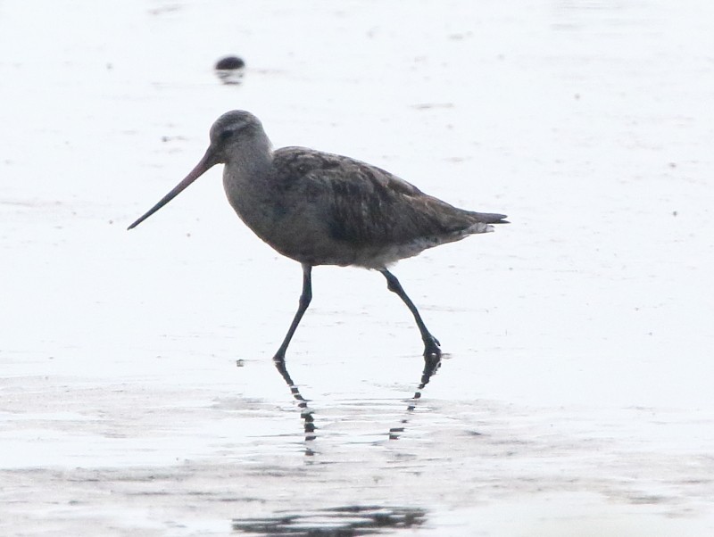 Bar-tailed Godwit - ML33813391