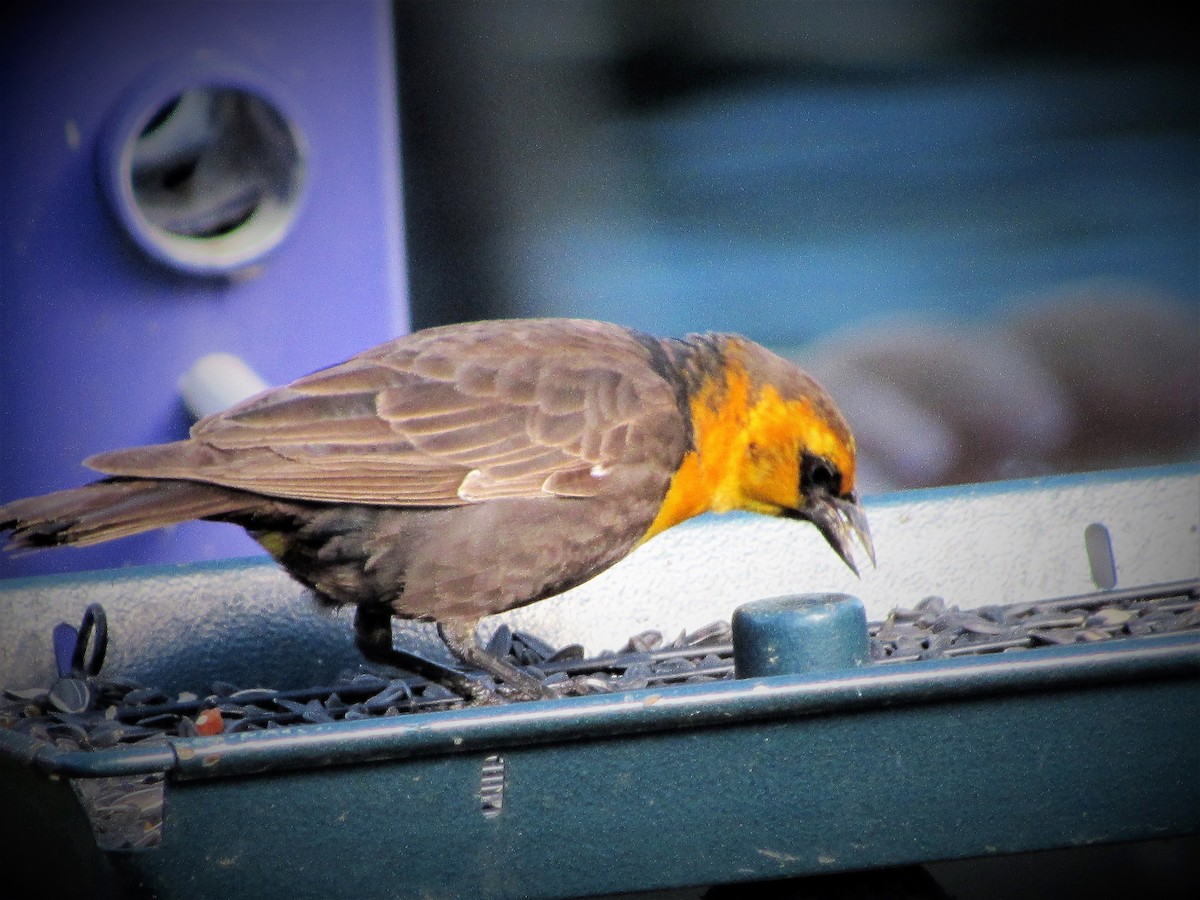 Yellow-headed Blackbird - ML338134531