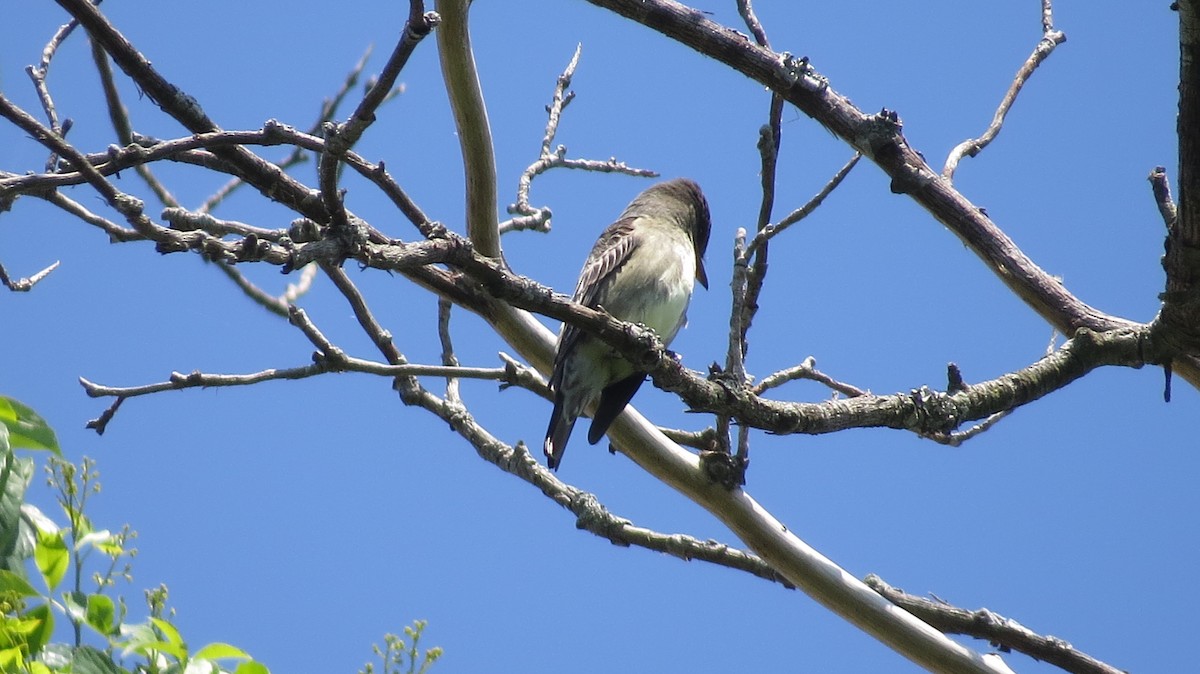 Olive-sided Flycatcher - Eddie Owens