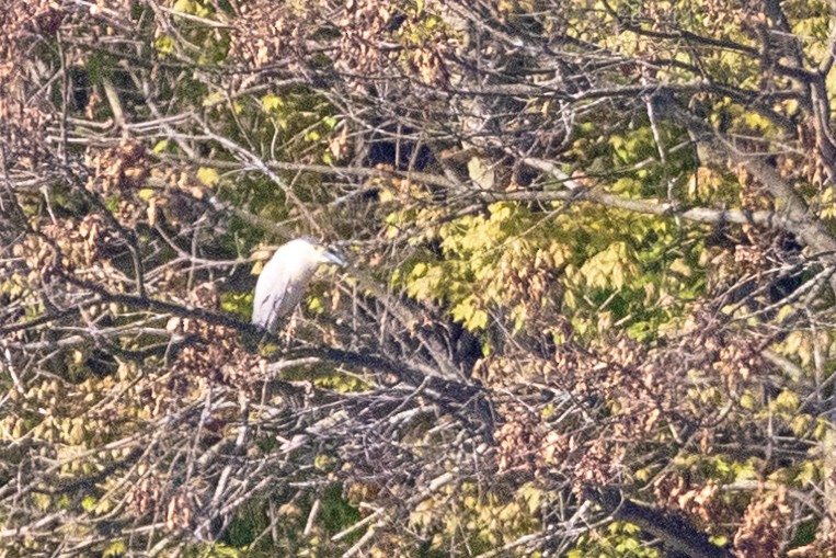 Black-crowned Night Heron - ML338137131