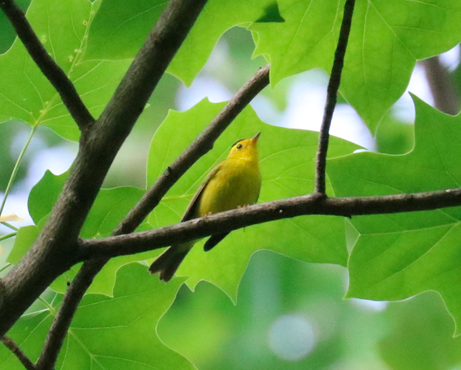 Wilson's Warbler - ML338138281