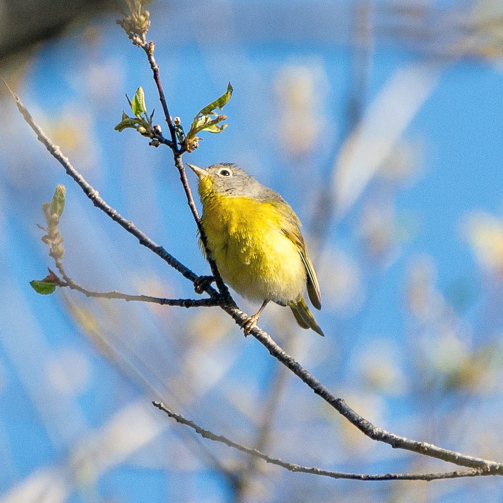 Nashville Warbler - ML338139171