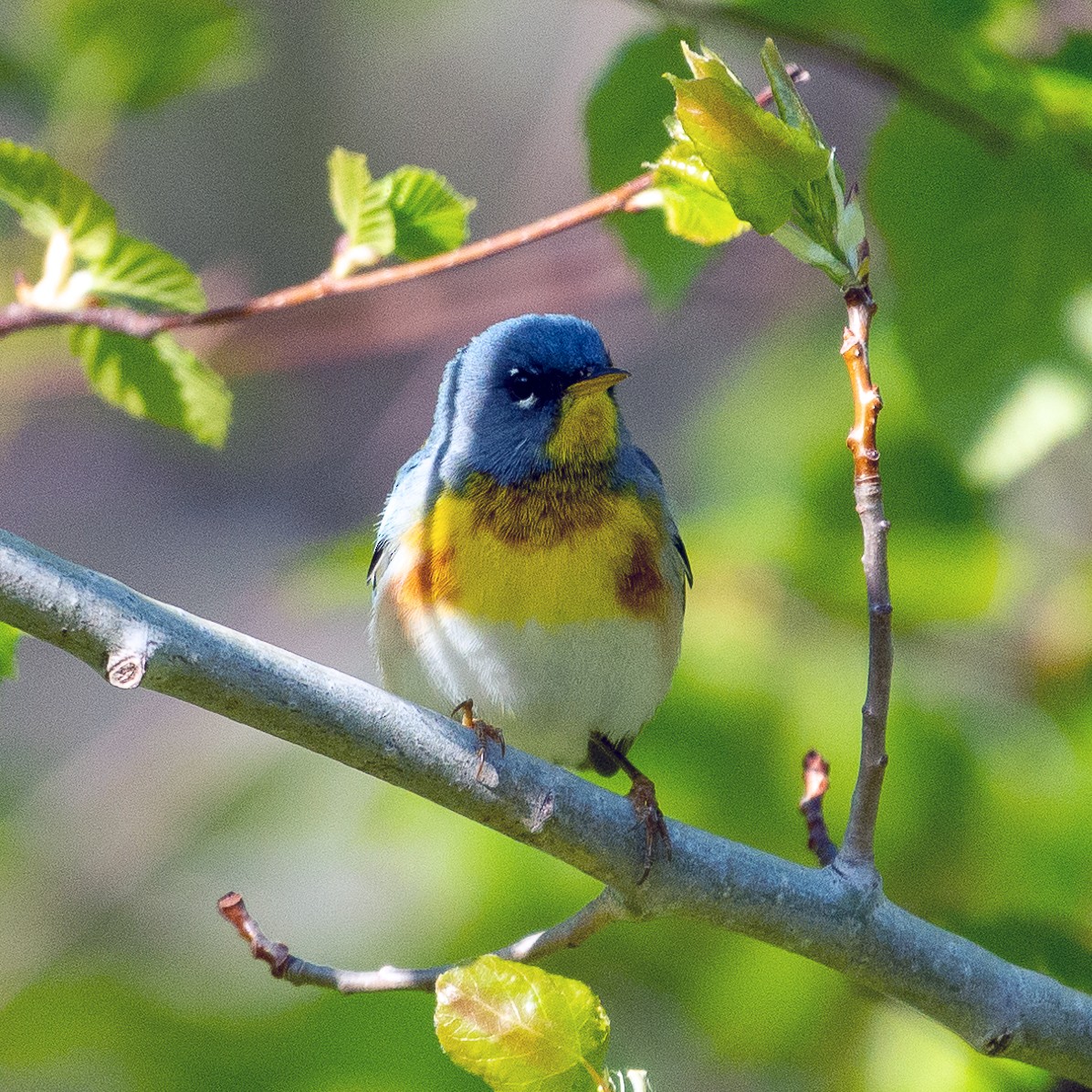 Northern Parula - ML338139191