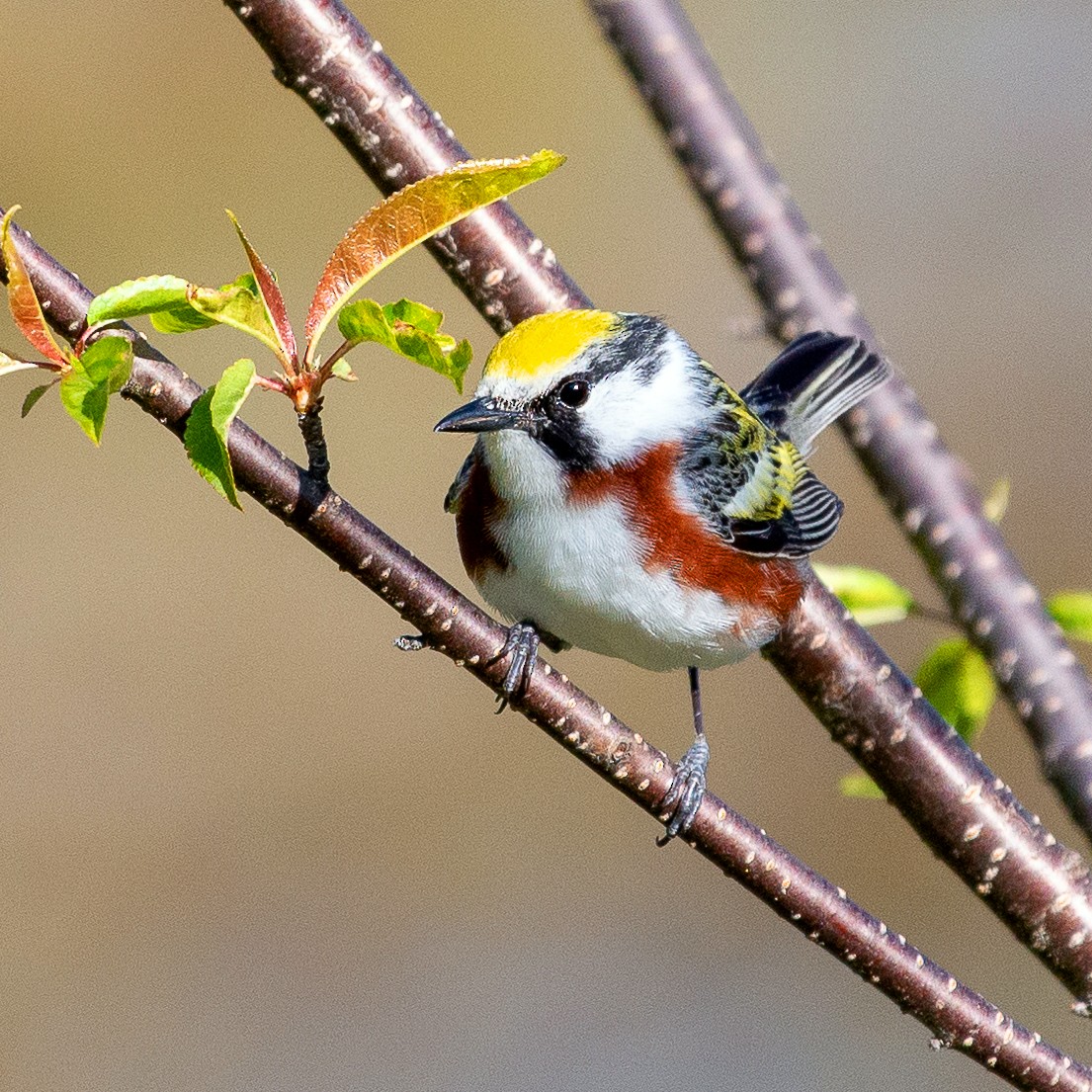 Chestnut-sided Warbler - ML338139241