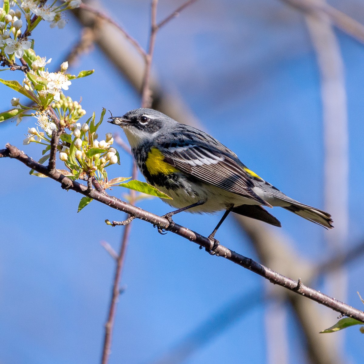 Yellow-rumped Warbler - ML338139281