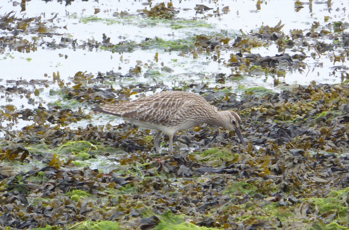 Whimbrel - Jason Anderson