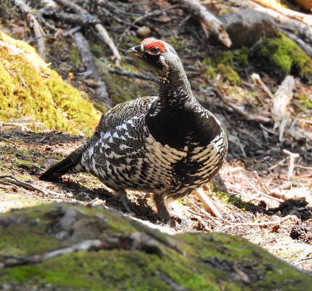 Spruce Grouse - ML338140701