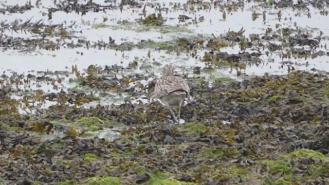 Sürmeli Kervançulluğu - ML338141021