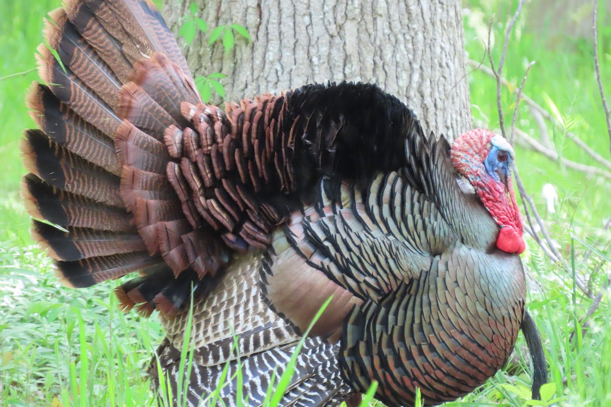 Wild Turkey - ML338141641