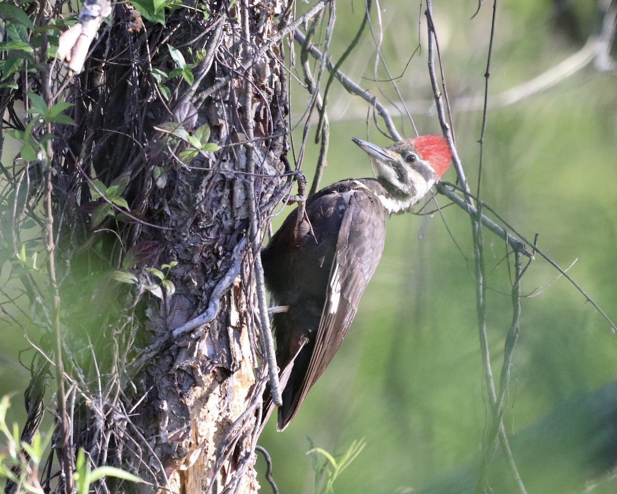 Pileated Woodpecker - ML338141911