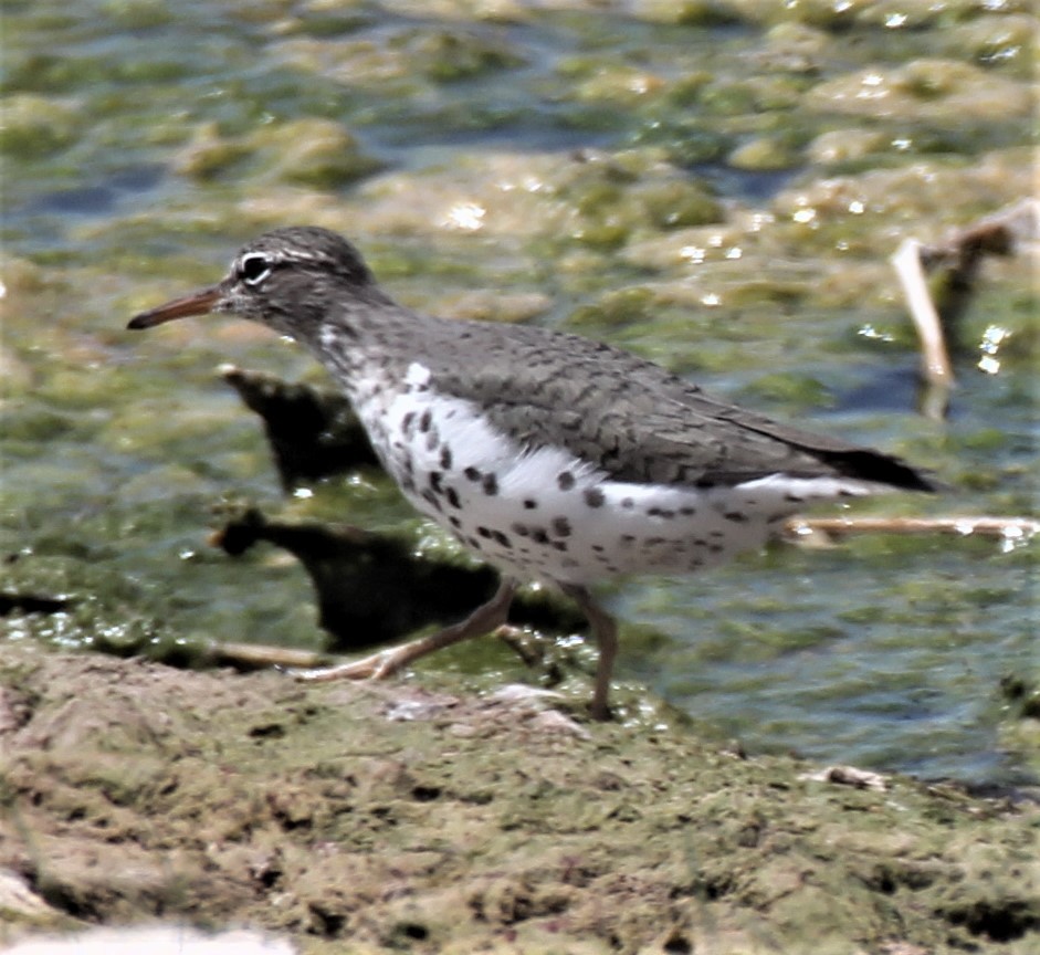 Spotted Sandpiper - ML338141931