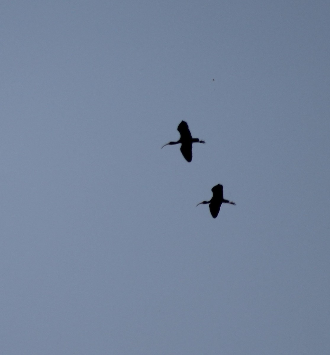 ibis americký - ML338142431