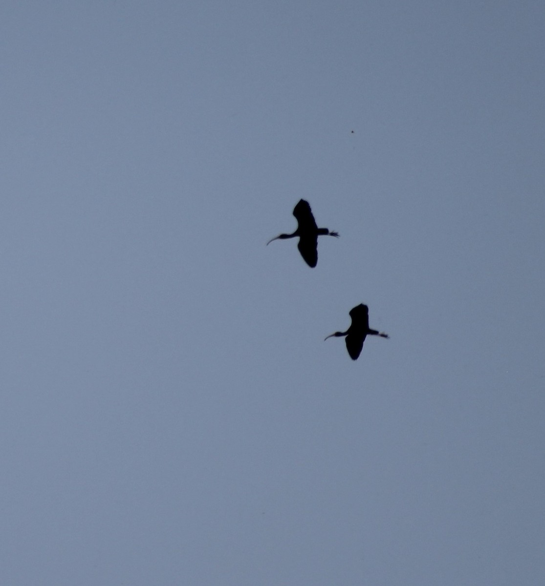 White-faced Ibis - ML338142431