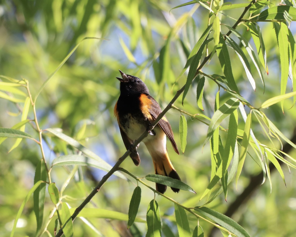 American Redstart - ML338142561