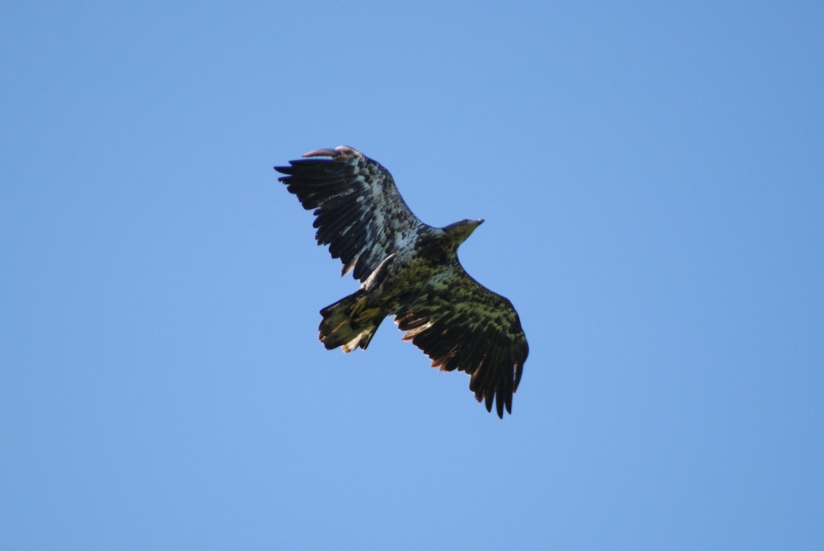 Bald Eagle - ML338142641