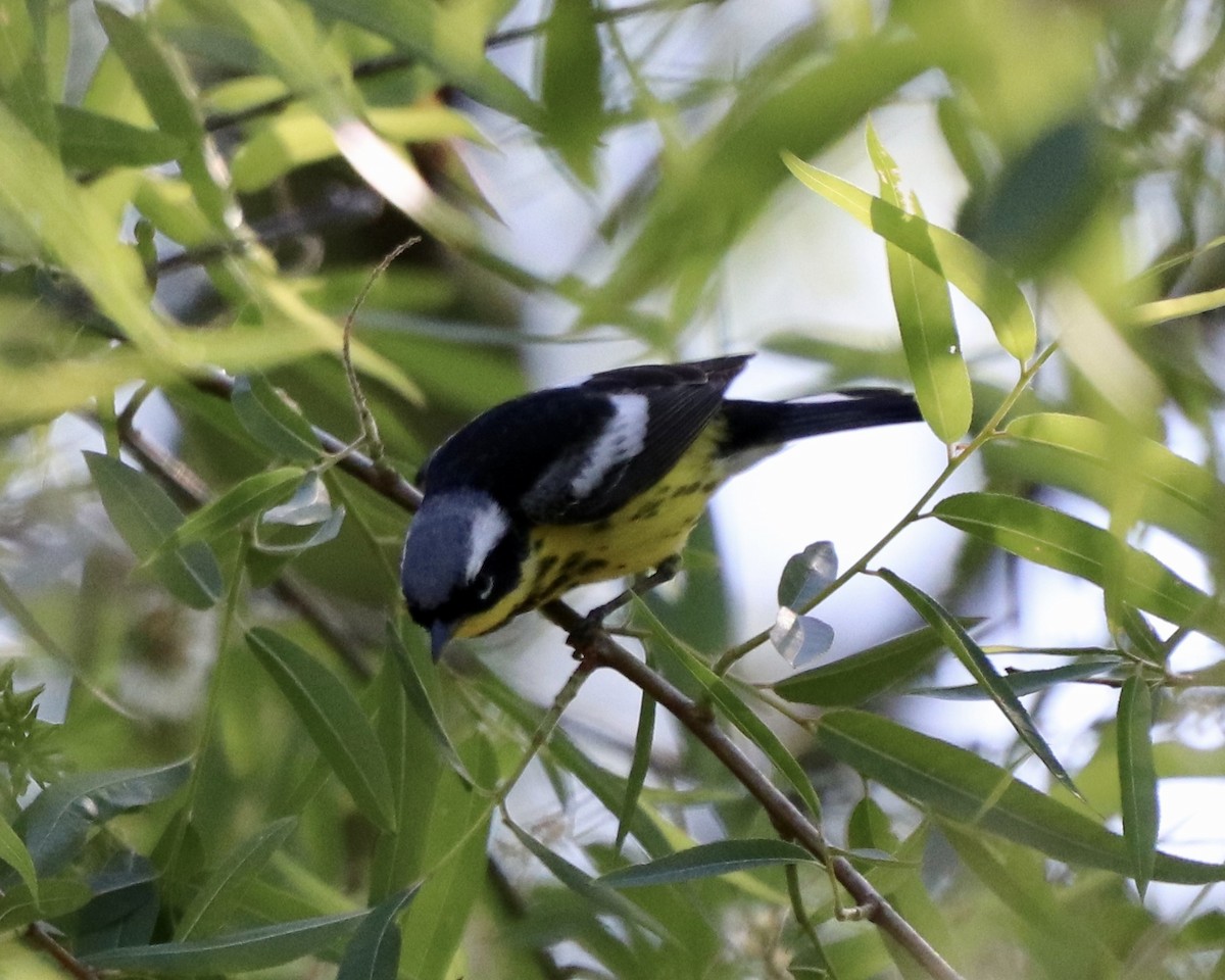 Magnolia Warbler - ML338142711