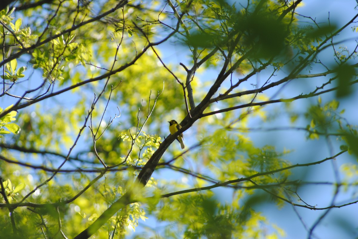 Hooded Warbler - ML338142971