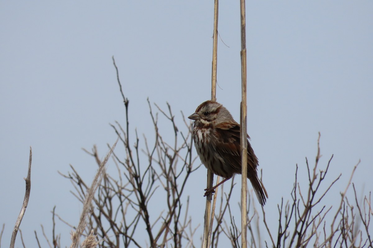 Song Sparrow - ML338143031