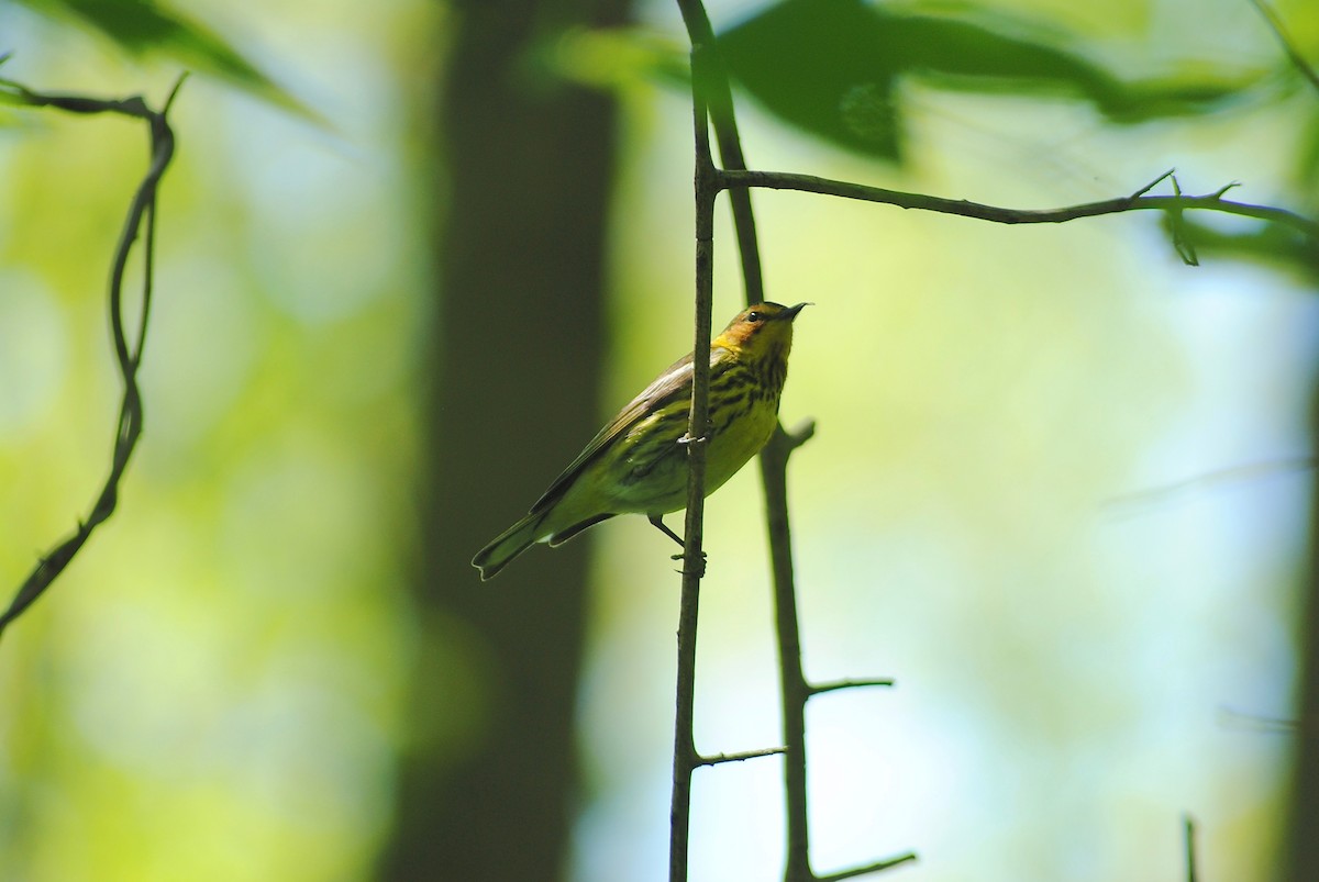 Cape May Warbler - ML338143091