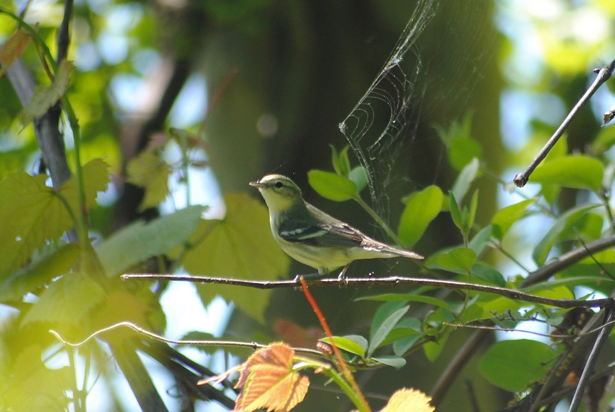 Cerulean Warbler - ML338143261