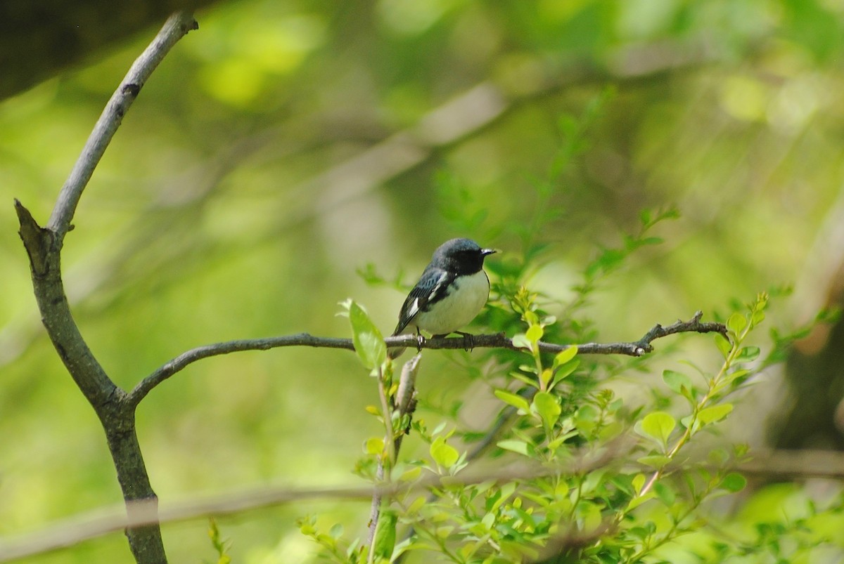 Black-throated Blue Warbler - ML338143431